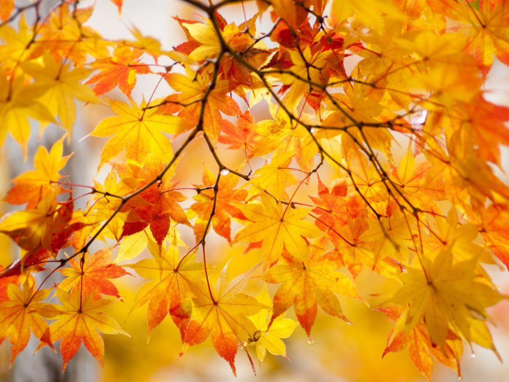 Yellow-maple-leaves-tree-beautiful-autumn_2560x1920.jpg