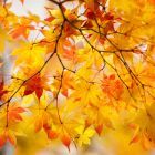 Yellow-maple-leaves-tree-beautiful-autumn_2560x1920.jpg